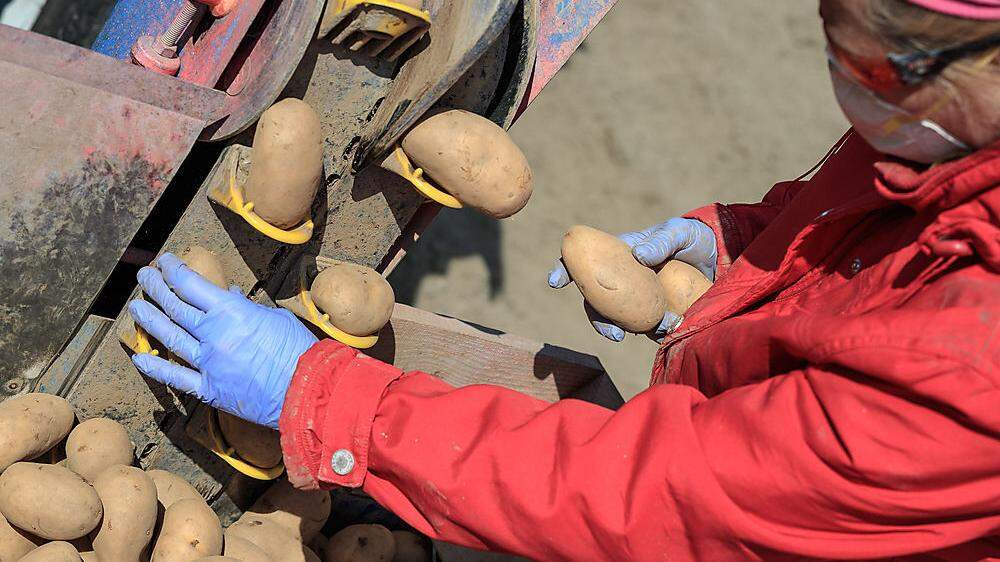 In unseren Breiten werden Kartoffeln erst jetzt angebaut, in Ägypten und Israel schon geerntet