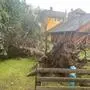 Umgestürzter Baum in St. Georgen am Kreischberg