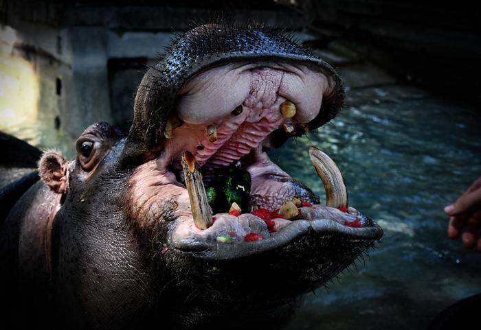In einem Zoo in Rom wird ein Nilpferd zur Abkühlung mit gefrorener Wassermelone gefüttert