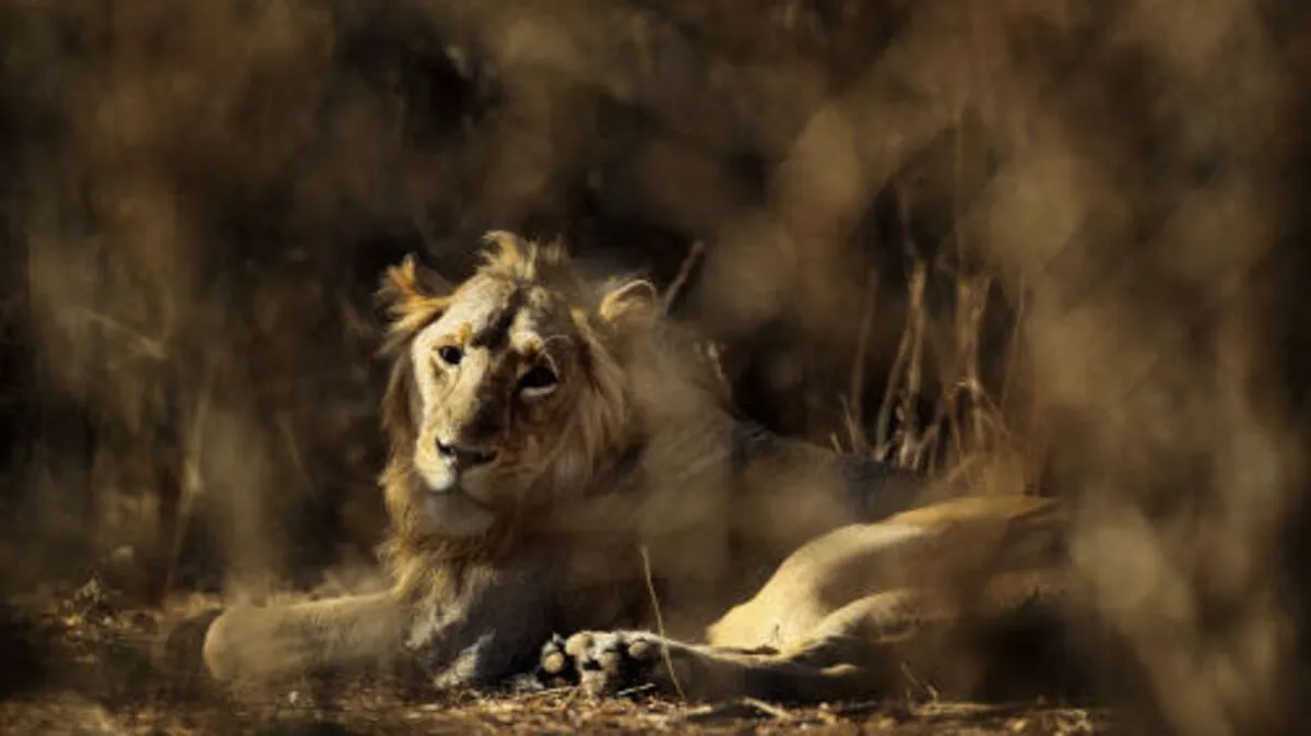 Der vom Aussterben bedrohte Asiatische Löwe 
