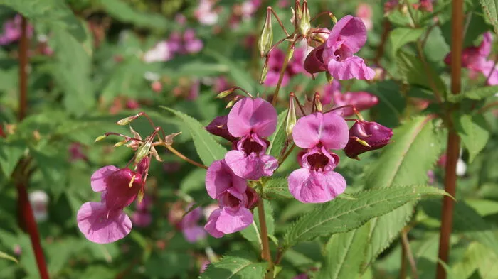 Das Drüsige Springkraut oder Drüsen-Springkraut stammt ursprünglich aus dem Himalaya. Bei uns wurde es als Zierpflanze und als Bienenweidepflanze im 19. Jahrhundert eingeführt. Es verursacht keine gesundheitlichen Probleme, ist aber schädlich für die Böden und verdrängt heimische Pflanzenarten, indem es sich massiv ausbreitet. Bekämpfen lässt sich das Springkraut, indem es kurz vor der Blütenbildung so tief wie möglich gemäht wird oder indem Einzelpflanzen ausgerissen werden.