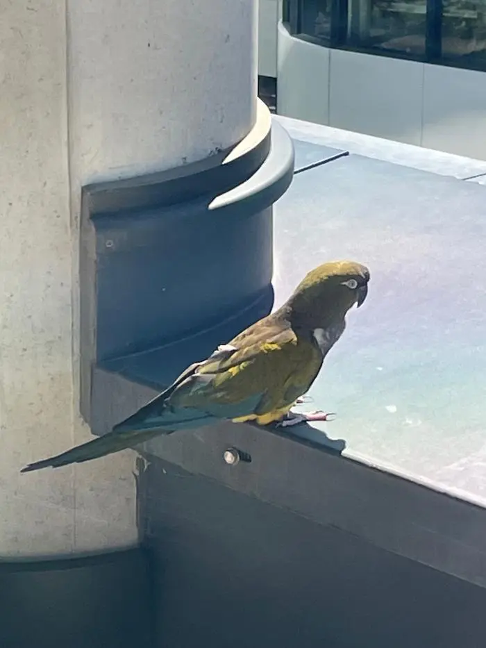 So sieht der Headquarter-Hansi aus, der mittlerweile in Andritz sein dürfte. Sein Besitzer hat sich bisher noch nicht gemeldet