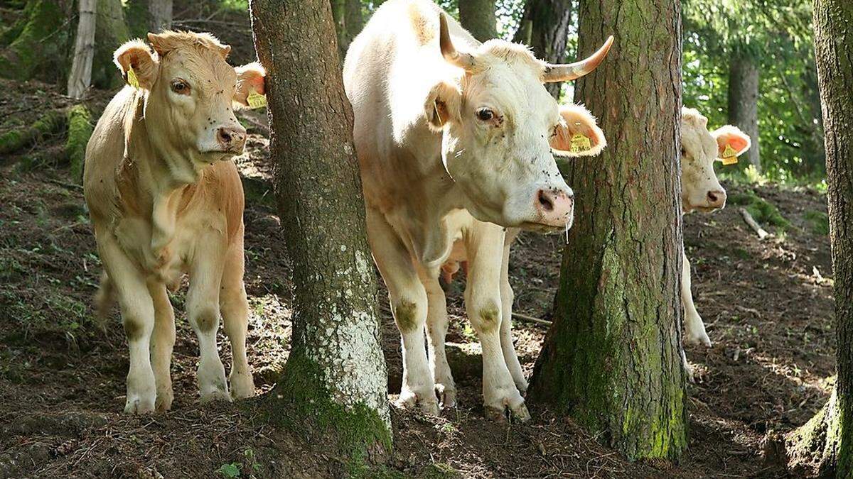 1300 Stück Blondvieh gibt es jetzt wieder