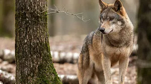 Bereitet vielen Landwirten Sorgenfalten: der Wolf. Rund um Admont ist aktuell ein Exemplar unterwegs  (Sujetbild)