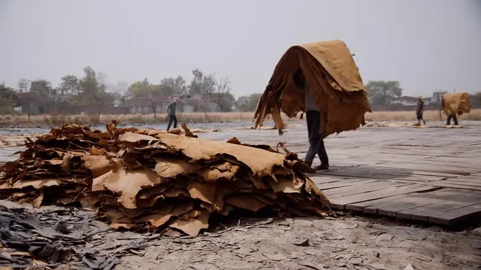 Gerbereien in Indien verursachen gesundheitliche Probleme bei den Arbeiterinnen und Arbeitern