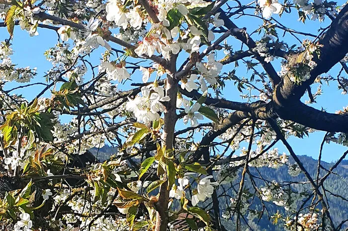 Kirschblüte in Unzmarkt.