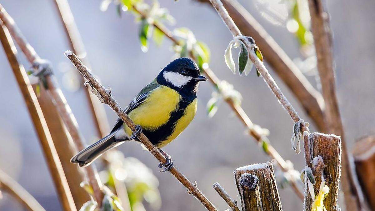 Die Kohlmeise ist in Österreich der meist gesichtete Wintervogel