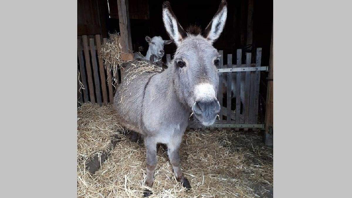 Etwa 20 Esel, Pferde und Ponys beherbergt die Aktive Tierhilfe Assisi am Klöchberg