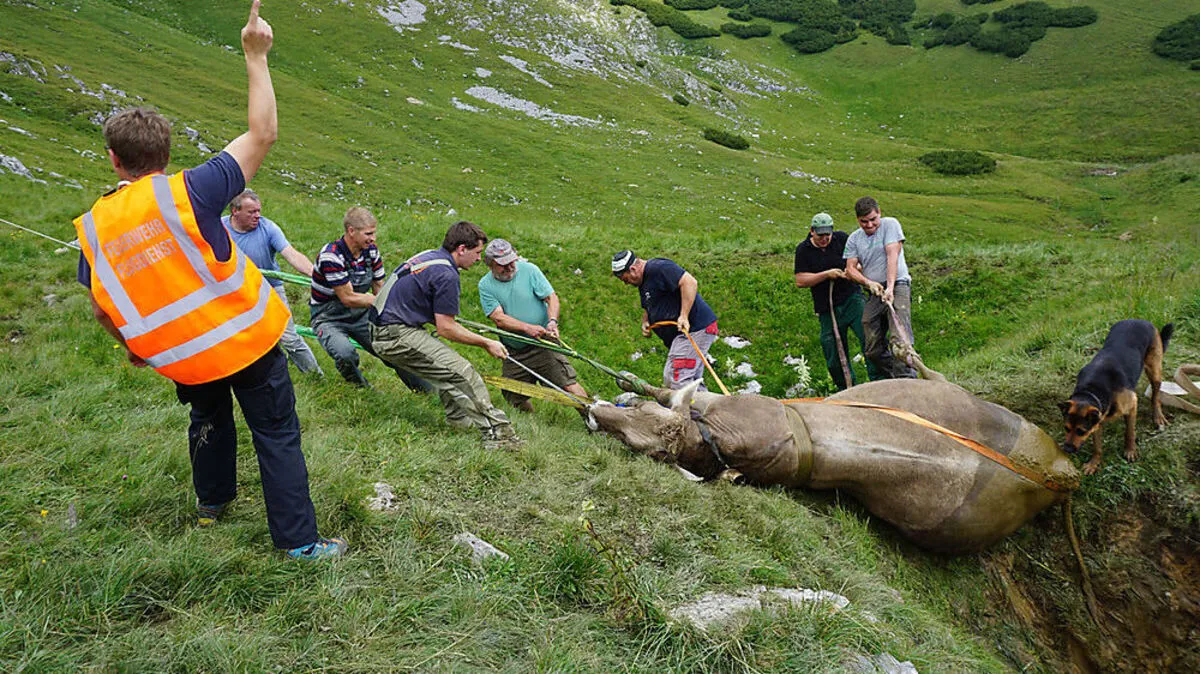 Das Tier wurde aus seiner misslichen Lage befreit