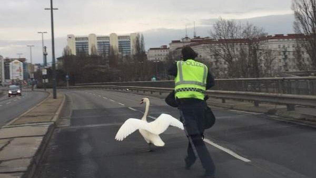 Der Schwan soll &quot;aufgewühlt&quot; und &quot;aggressiv&quot; gewesen sein 