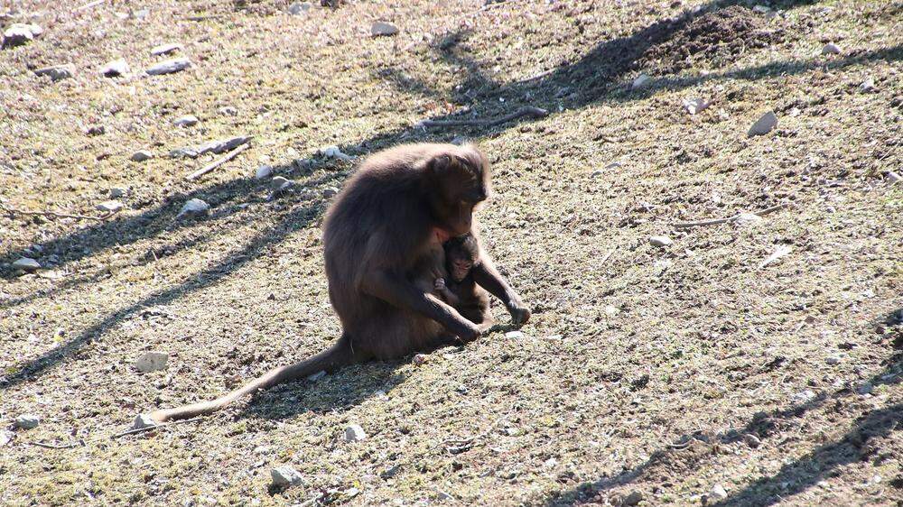 In Herberstein gibt es Affen-Nachwuchs