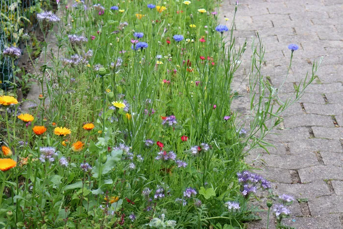 Mehr Grünflächen in Städten helfen, Überschwemmungen zu verhindern