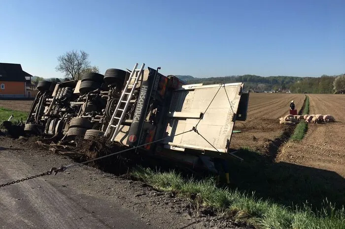 Etwa die Hälfte der Tiere überlebte den Unfall nicht.