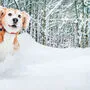 Die meisten Hunde lieben das Toben im Schnee