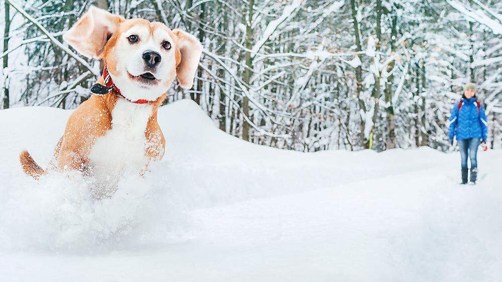 Die meisten Hunde lieben das Toben im Schnee