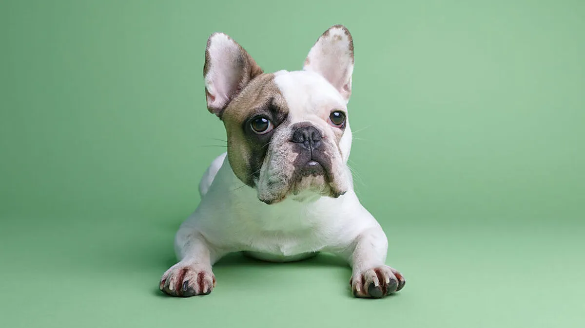 Französische Bulldoggen sind oft von Qualzucht betroffen