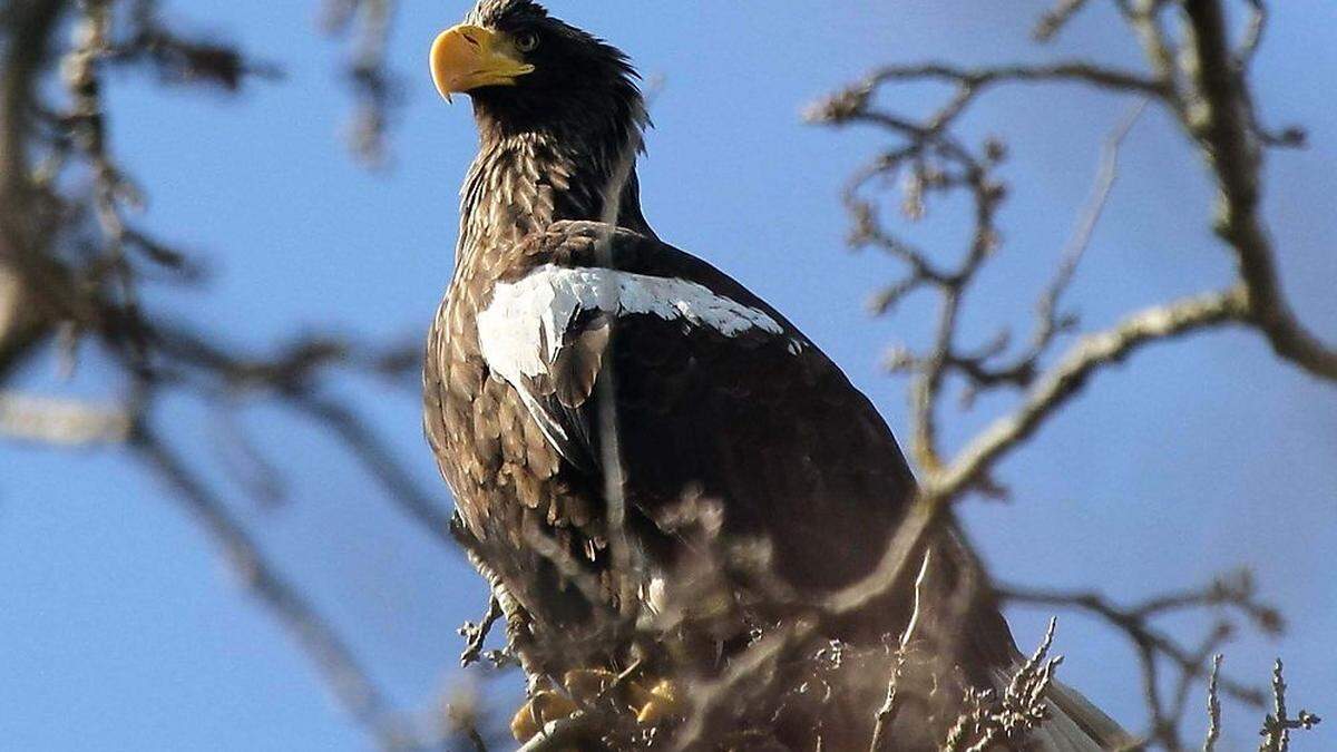 Riesenseeadler-Weibchen Maya ist wieder in ihrer Heimat auf der Burg Landskron gelandet