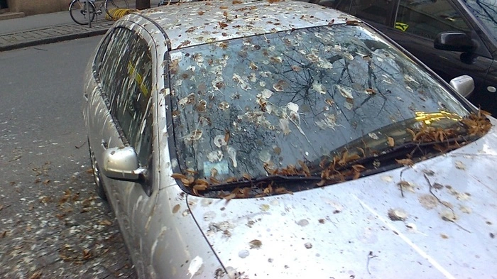 Diese Fotos nach den jüngsten "Attacken" schickte uns Kleine-Leser Johann Zotter.