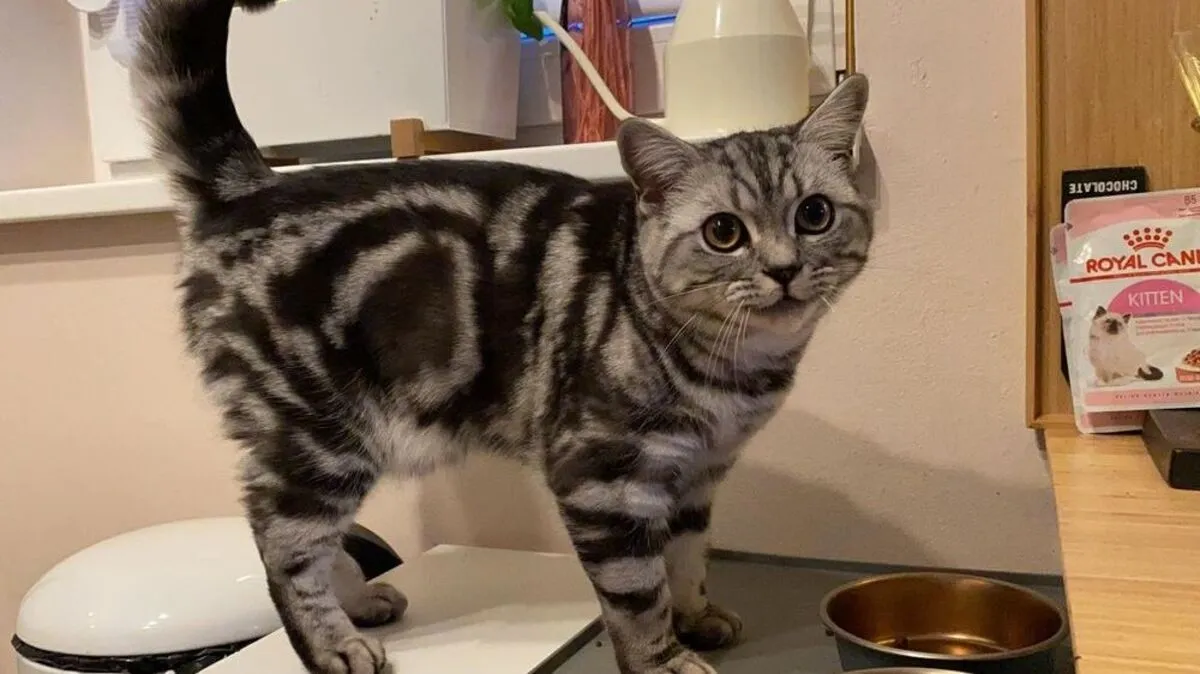 Kater Houdini ist erst zehn Monate alt.