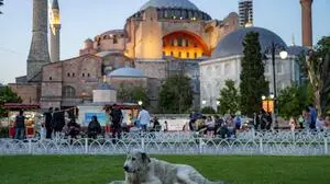 Alleine in Istanbul soll es 400.000 Straßenhunde geben