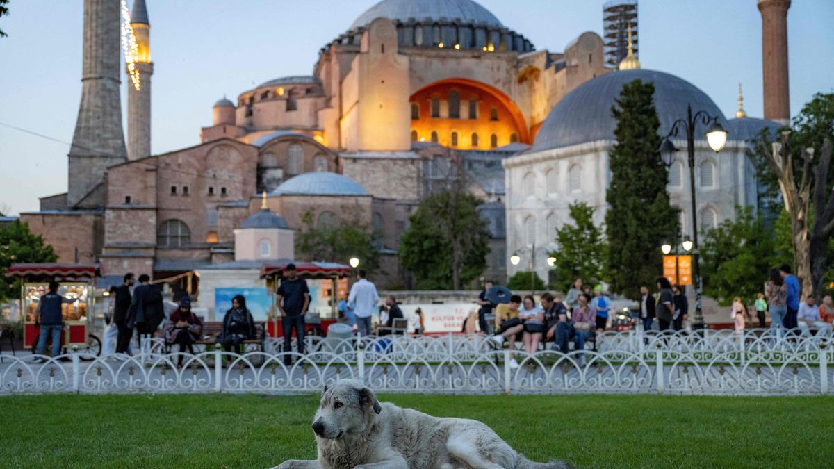 Alleine in Istanbul soll es 400.000 Straßenhunde geben