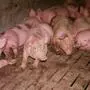 Ein Foto aus einem südoststeirischen Schweinemastbetrieb, das der VGT veröffentlicht hat