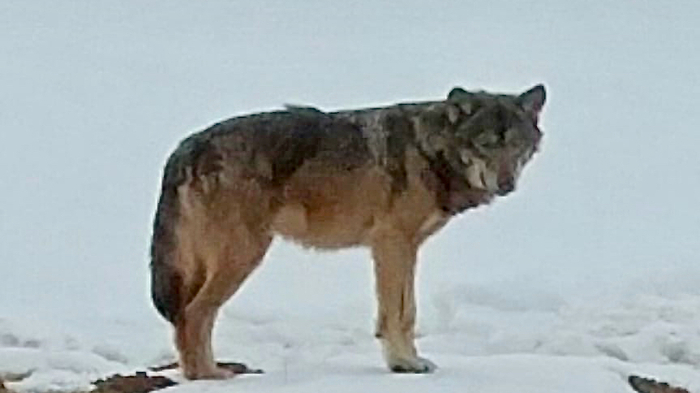 Am Dienstag war der Wolf westlich von der Ortschaft Görtschach unterwegs.