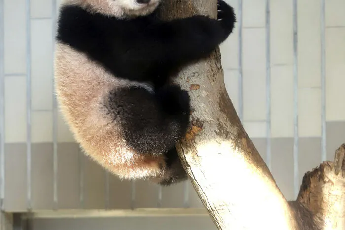 Die Panda-Dame hatte bereits 2012 ein Junges zur Welt gebracht, das aber nur sechs Tage später an Lungenentzündung starb.