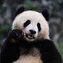 Qing Bao ist einer der beiden neuen Pandas in Washington DC.