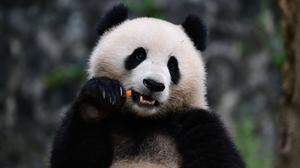 Qing Bao ist einer der beiden neuen Pandas in Washington DC.