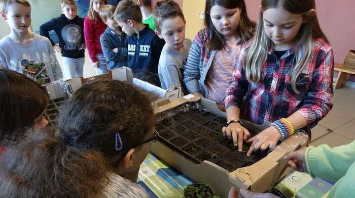 Behutsam pflanzten Kinder der dritten Klassen Volksschule die Samen und Pflanzerl von „Passail gartelt“ ein