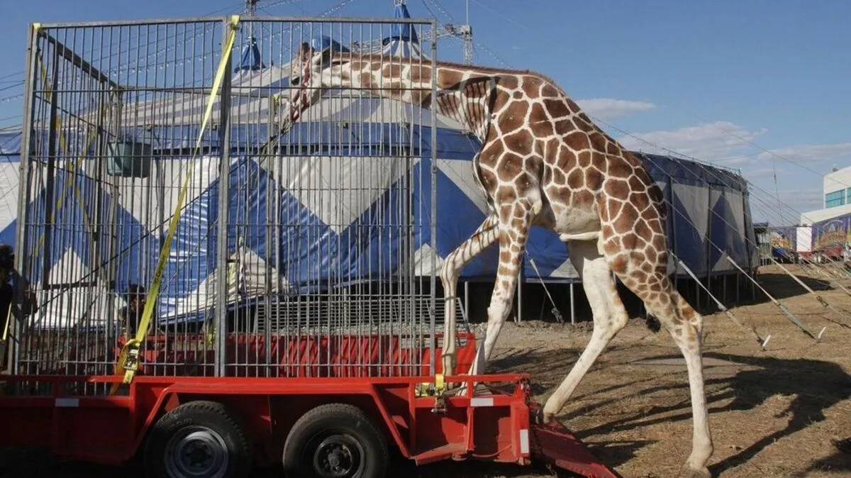 Zirkustiere fristen ein trauriges Dasein, bestimmt von Gewalt 