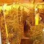 Die Indoor-Anlage in Wartberg mit den noch zu erntenden Pflanzen