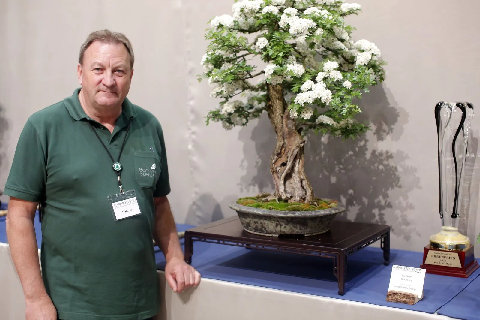 bonsai erde ficus Ficus Bonsai Ginseng – ruuds main image 1