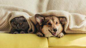 Katze und Hund unter Decke