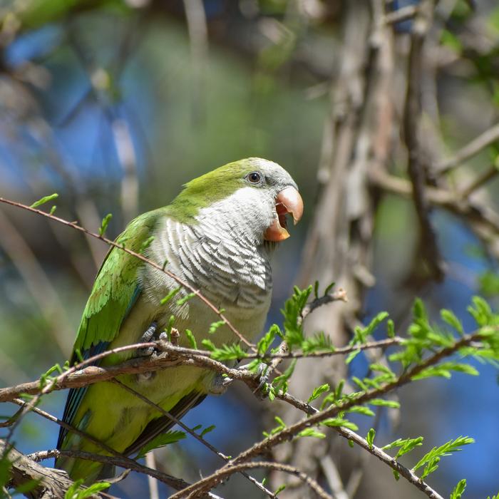 monk parakeet (myiopsitta monachus), or quaker parrot, screaming in a tree