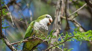 monk parakeet (myiopsitta monachus), or quaker parrot, screaming in a tree