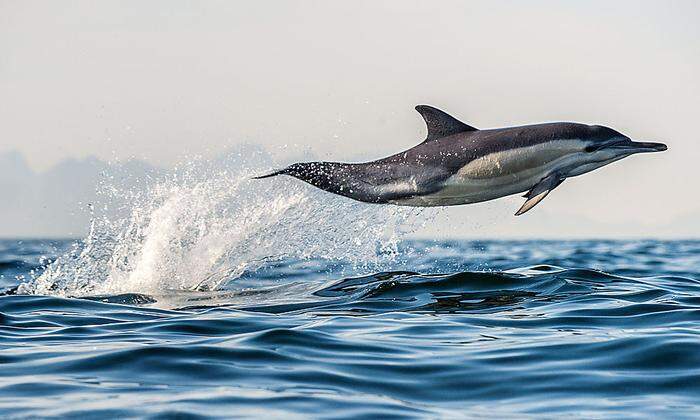 Die Delfin-Population im Ionischen Meer ist stark rückläufig