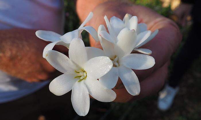 Handgepflückt. Die Blüten des Jasmins in den Händen von Pierre Chiarla 