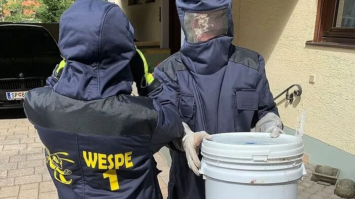 Wespen-Sondereinsatz in Möllbrücke: Die Freiwillige Feuerwehr rückt bei den aktuellen Temperaturen immer öfter aus, um Wespen- und Hornissennester umzusiedeln