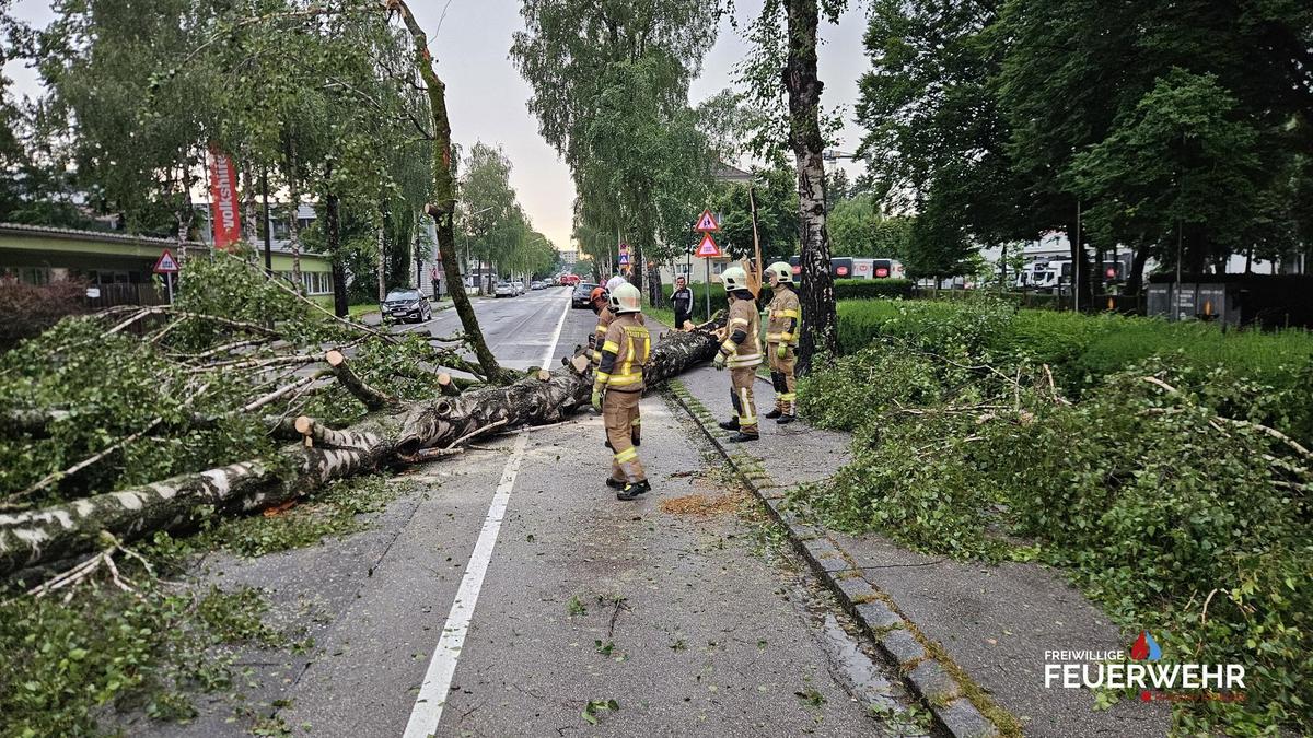 In Ried stürzte ein Baum auf die Straße