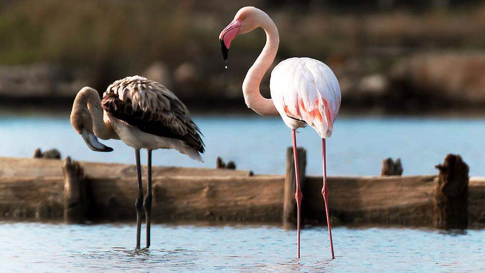 Flamingos in den stillgelegten Salinen von Ulcinj