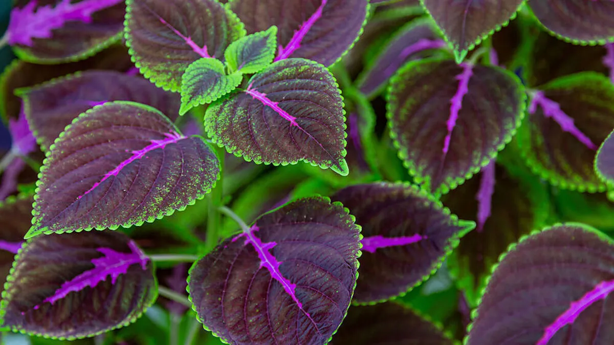 Farbenprächtig und leicht zu vermehren: Solenostemon scutellarioides 