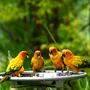 Ein Soft Opening des &quot;Bird Paradise&quot; soll Stress bei den Tieren vermeiden