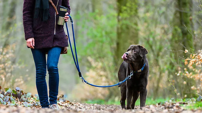 Ein Streit um die Anleinpflicht für Hunde hat jetzt ein Nachspiel