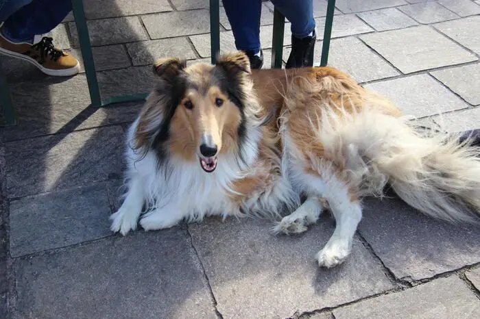Auch Hunde sind im „Sunside“ herzlich willkommen