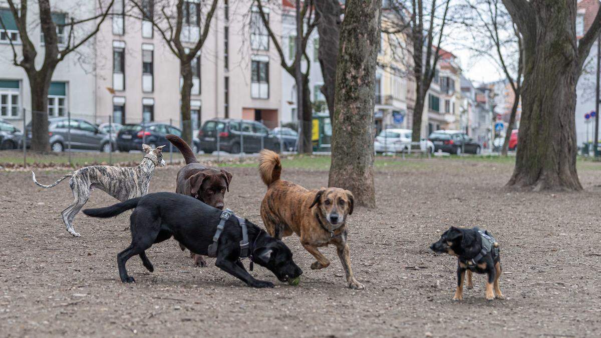 Gut besucht: die Hundewiese im Grazer Augarten