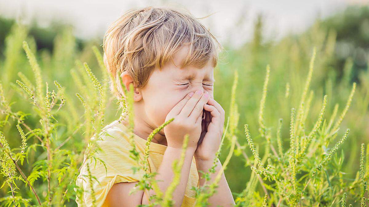 Ragweed, auch Ambrosia genannt, reizt auch die Nase