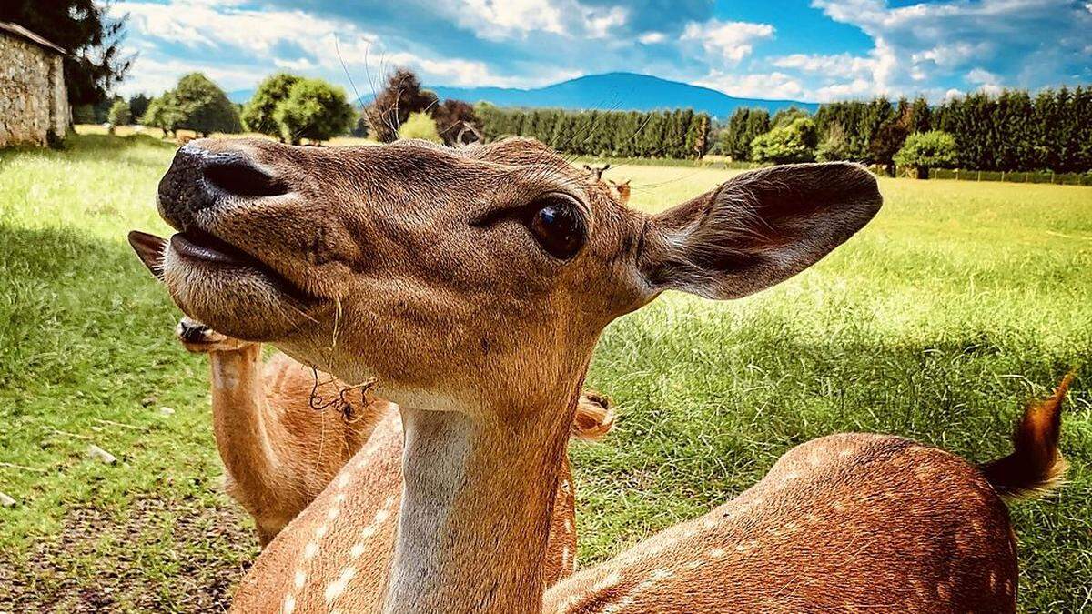 Der Tierpark Rosegg zählt zu den touristischen Attraktionen des Rosentals