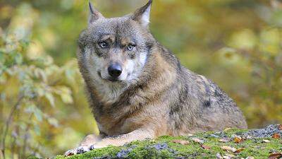 Hat ein Wolf einen Hund getötet? Das wollen Experten nun klären
